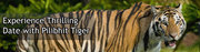 Tiger Tour india Indian Tiger Tour offers Indian Wildlife Tour package