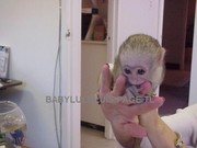 Cute Affectionate Baby Face Capuchin Monkeys For Adoption