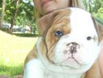 lovely bulldog puppy for fre adoption