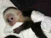 Tamed capuchin monkeys for free *