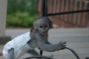 healthy Capuchin Monkeys For Adoption