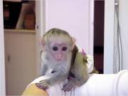 baby capuchin,  marmoset and chimpanzee for adoption